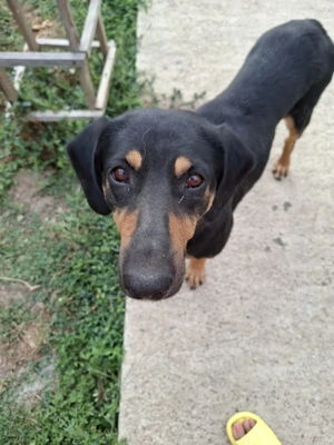 Laica isi cauta familie - imagine 2