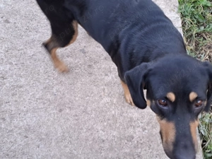 Laica isi cauta familie - imagine 3