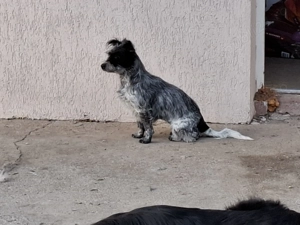 URGENT, cautam familie pentru un baiat si o fata 