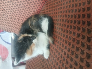 Adoptie pui de pisica - imagine 3