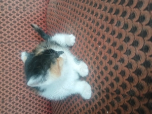 Adoptie pui de pisica