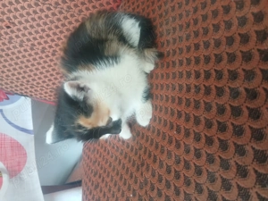 Adoptie pui de pisica - imagine 2