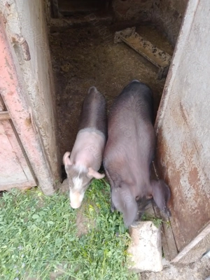 Purcei de vânzare  - imagine 3 Purcei de vânzare  - imagine 3