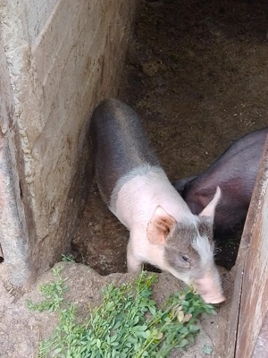 Purcei de vânzare  - imagine 2 Purcei de vânzare  - imagine 2