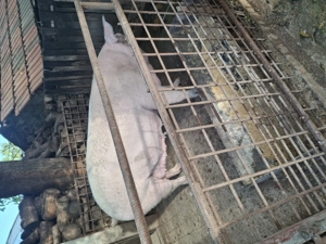 Purcea aproximativ 300 kg