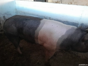 Vând Purcea BAZNA cu Pietrean . - imagine 5