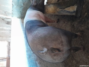 Vând Purcea BAZNA cu Pietrean . - imagine 3