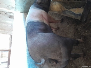 Vând Purcea BAZNA cu Pietrean . - imagine 2