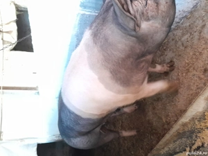 Vând Purcea BAZNA cu Pietrean . - imagine 4