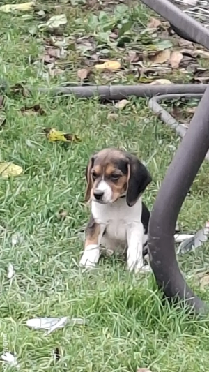 Cățeluși rasa beagle tricolor  - imagine 2 Cățeluși rasa beagle tricolor  - imagine 2