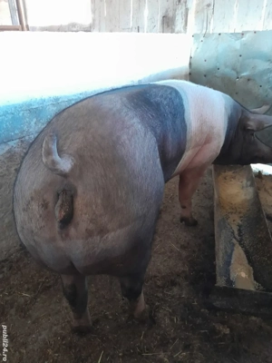 Vând Purcea BAZNA cu Pietrean .