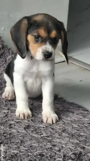 Cățeluși rasa beagle tricolor 