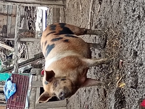 Vând porc de carne 200 de kg 