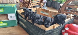 Vand Schnauzer pitic