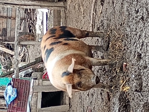 Vând porc de carne 200 de kg  pentru Crăciun 18 lei pe kg - imagine 2