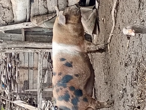 Vând porc de carne 200 de kg  pentru Crăciun 18 lei pe kg - imagine 4