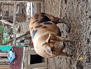 Vând porc de carne 200 de kg  pentru Crăciun 18 lei pe kg - imagine 3