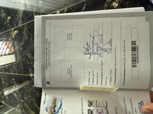 Beagle 5 luni sanatos ! 