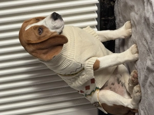 Beagle 5 luni sanatos !  - imagine 5 Beagle 5 luni sanatos !  - imagine 5