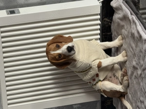 Beagle 5 luni sanatos !  - imagine 2 Beagle 5 luni sanatos !  - imagine 2