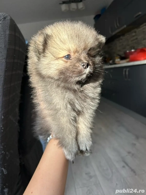 Catelusi Pomeranian 
