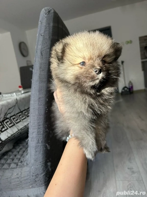 Catelusi Pomeranian  - imagine 3