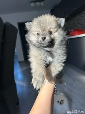 Catelusi Pomeranian  - imagine 2