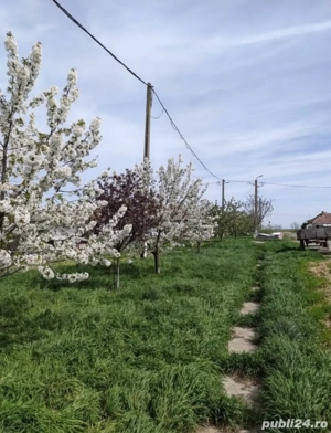 Ferma judet Timis  - imagine 5