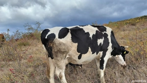 Vand doua vaci - imagine 4 Vand doua vaci - imagine 4