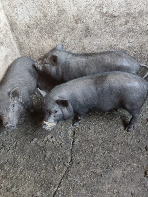 Purcei vietnamezi  de vanzare - imagine 3 Purcei vietnamezi  de vanzare - imagine 3