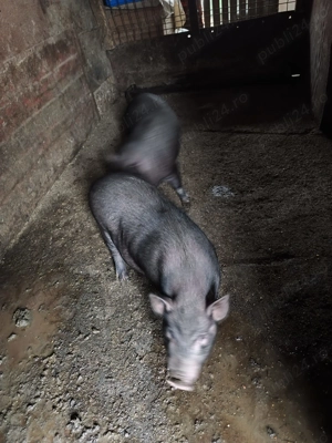 Purcei vietnamezi  de vanzare - imagine 2 Purcei vietnamezi  de vanzare - imagine 2