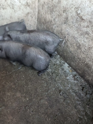 Purcei vietnamezi  de vanzare - imagine 4 Purcei vietnamezi  de vanzare - imagine 4