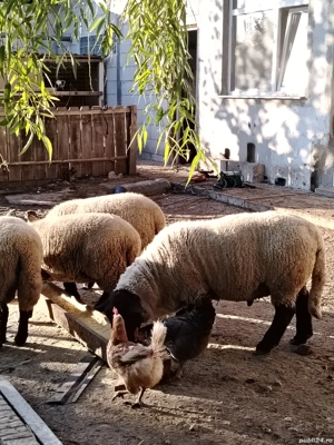 Vând oi rasa sulfoc original  - imagine 2 Vând oi rasa sulfoc original  - imagine 2