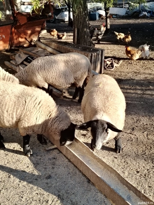 Vând oi rasa sulfoc original  - imagine 4 Vând oi rasa sulfoc original  - imagine 4