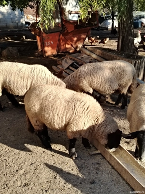 Vând oi rasa sulfoc original  - imagine 5 Vând oi rasa sulfoc original  - imagine 5