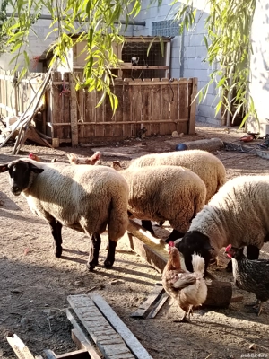 Vând oi rasa sulfoc original  - imagine 3 Vând oi rasa sulfoc original  - imagine 3