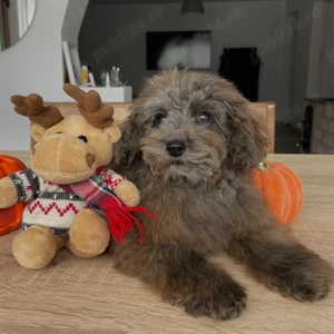 Pudel Caniche Barboncino Poodle Maro Ciocolată Merle Talie mică  - imagine 3 Pudel Caniche Barboncino Poodle Maro Ciocolată Merle Talie mică  - imagine 3