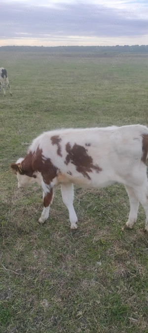 Vând doua vițele Baltate