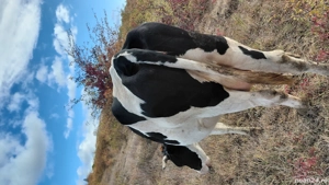 Vand doua vaci - imagine 5 Vand doua vaci - imagine 5