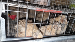 Vand prepelițe  - imagine 3 Vand prepelițe  - imagine 3