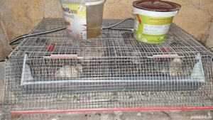 Vand prepelițe  - imagine 2 Vand prepelițe  - imagine 2