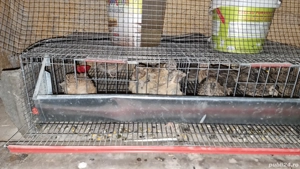 Vand prepelițe  - imagine 4 Vand prepelițe  - imagine 4