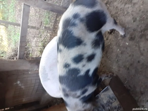 vind porci  - imagine 2 vind porci  - imagine 2