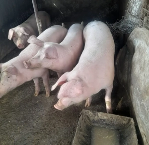 Porci marele alb Proțap sau de Crăciun 