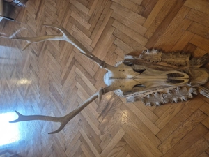 Vând trofeu coarne de cerb