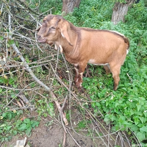 vând un țap și o căpriță  - imagine 4 vând un țap și o căpriță  - imagine 4