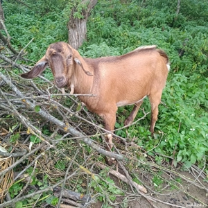 vând un țap și o căpriță  - imagine 3 vând un țap și o căpriță  - imagine 3