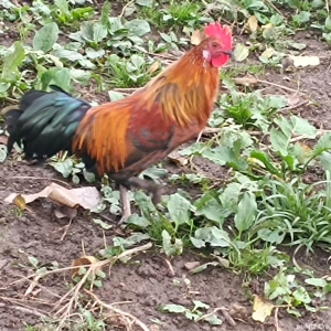 vând un țap și o căpriță  - imagine 2 vând un țap și o căpriță  - imagine 2