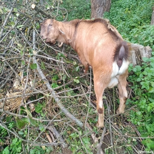 vând un țap și o căpriță  - imagine 5 vând un țap și o căpriță  - imagine 5