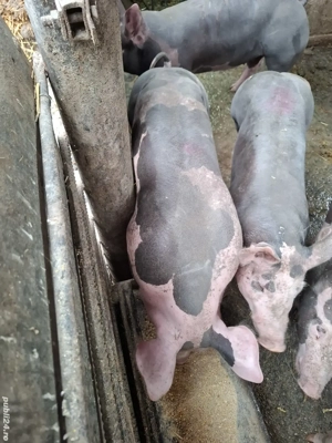 scrofita reproducere  - imagine 2